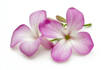 Beautiful pink and white flowers with delicate petals on a clean white background