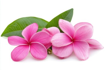 Beautiful pink plumeria flowers with green leaves on a white background, perfect for nature themes