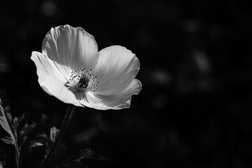Black and white close-up of a delicate flower with soft petals against a blurred background