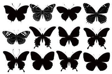 collection of butterflies