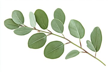 Close-up of a green leaf branch with varying shades of green against a white background