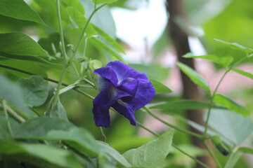 blue iris flower