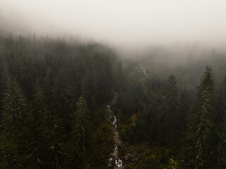 Aerial top view of summer green trees in forest with mountain river in Slovakia. Drone