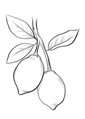 Lemon branch with fruits vector
