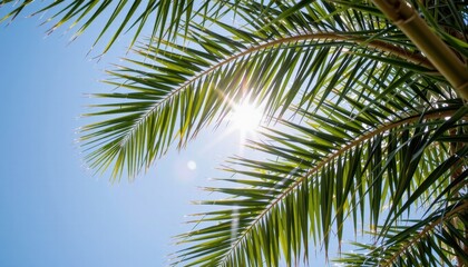 Fototapeta premium Sunlight filtering through palm leaves against a blue sky.