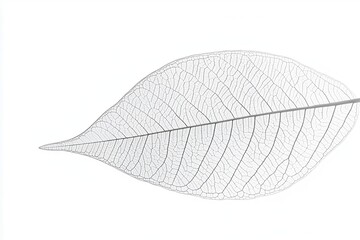 Delicate skeleton leaf showcasing intricate vein patterns against a white background (1)
