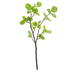 Obraz premium Minimalist green tree graphic design element