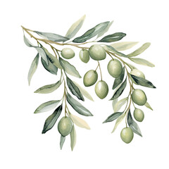 Olive branches fresh olives natural light