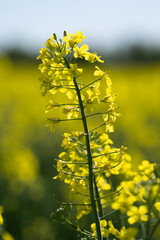 Obraz premium Bright Yellow Rapeseed Field on a Clear Day