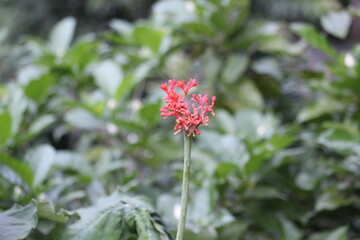 Jatropha podagrica
