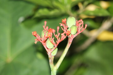 Jatropha podagrica

