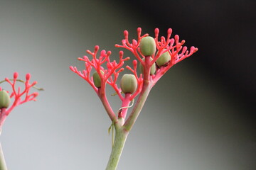Jatropha podagrica
