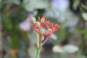 Jatropha podagrica
