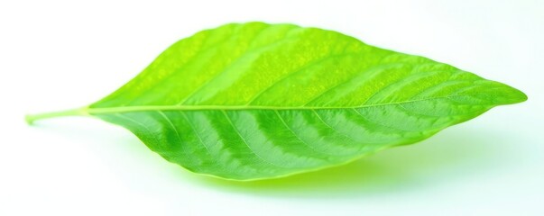 Fototapeta premium delicate green leaf isolated on white background, foliage, texture