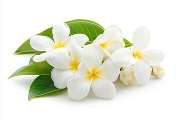 Fototapeta premium Elegant white plumeria flowers with green leaves arranged on a clean background