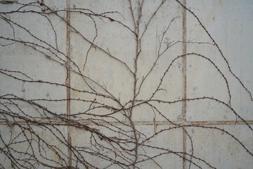 Dry Branches Intertwined on a Gray Concrete Wall