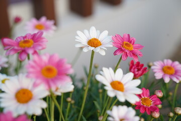 Fototapeta premium A garden full of daisy flowers of various colors