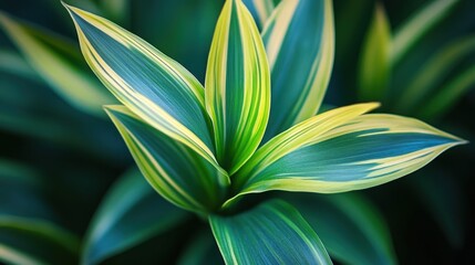 Green and yellow striped leaves of a tropical plant close up, vibrant colors. Perfect background for nature, wellbeing, and relaxation themed projects.