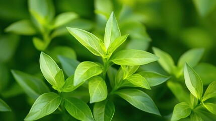 Close-up of fresh green basil leaves, showing veins in soft natural light. Use this image for healthy food, gardening, or natural ingredient themes.