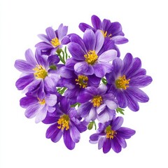 Obraz premium Purple flowers with yellow centers isolated on white background