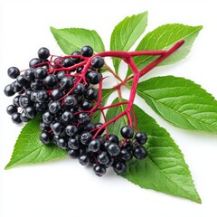 Elderberries with leaves isolated on white background