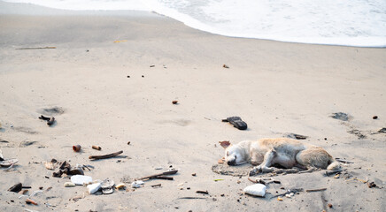 Homeless street dogs on the beach of Kochi, India, abandoned and unhappy, stray pet, indian pariah dog, garbage 