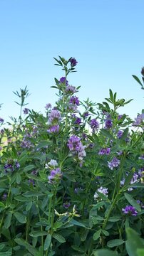 Lush Green Lucerne Plants Swaying in Gentle Breeze, Fresh Lucerne Field Captured in Vibrant Green Motion