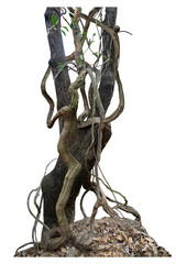  Forest tree trunks with climbing vines twisted liana plant and green leaves  isolated on white background, clipping path included.
