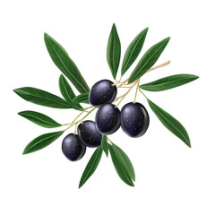 Dark purple berries and green leaves botanical image