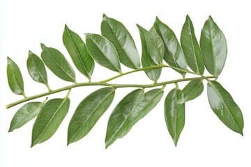 Obraz premium Fresh green leaves arranged elegantly on a white background, showcasing natural beauty