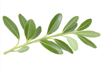 Fresh green leaves on a branch isolated against a white background, showcasing natural beauty