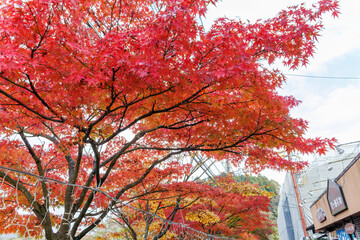 紅葉に彩られた美しい宮ヶ瀬湖。

神奈川県清川村、早戸川林道-2025年
