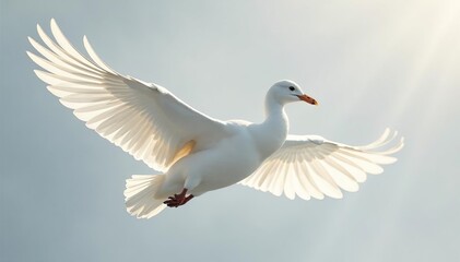 Crisp white feathers against stark white, soft light, white background, nature