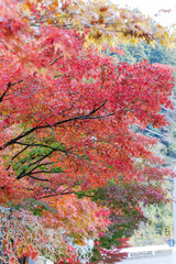 紅葉に彩られた美しい宮ヶ瀬湖。

神奈川県清川村、早戸川林道-2025年
