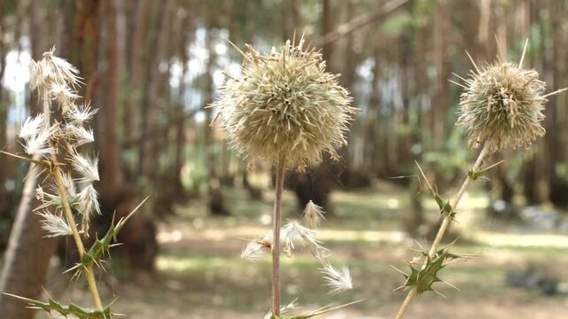 glandular globe-thistle wind movement out of Thistle dry