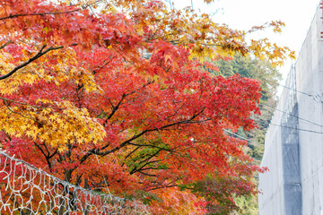 紅葉に彩られた美しい宮ヶ瀬湖。

神奈川県清川村、早戸川林道-2025年
