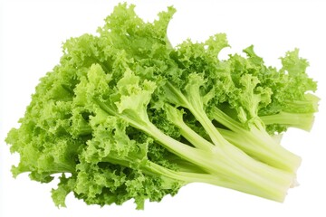Fresh green lettuce with crisp leaves, isolated on white background for culinary use