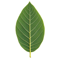 Obraz premium Green leaf macro photography