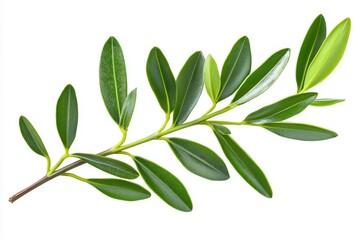 Fresh green olive branch with vibrant leaves showcasing natural beauty against white background