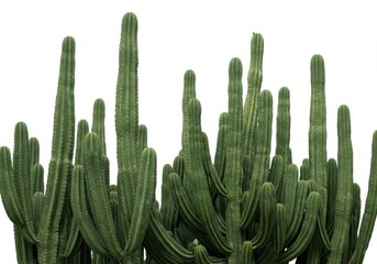 A group of tall green cacti against a white background in a natural outdoor environment scene view