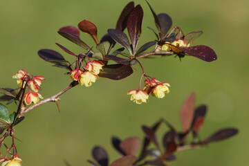 Close up yellow flowers of Japanese barberry, Thunberg's barberry, or red barberry (Berberis thunbergii) barberry family (Berberidaceae). Spring, April Netherlands.	