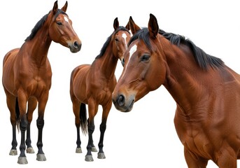 Obraz premium A group of three brown horses standing together on a white background in a studio setting posing nicely