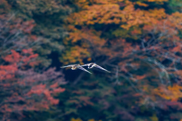 飛翔する美しいマガモ（カモ科）他の群れ
英名学名：Mallard (Anas platyrhynchos) 
紅葉に彩られた美しい宮ヶ瀬湖。

神奈川県清川村、早戸川林道-2025年
