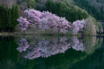 湖面に咲くオオヤマザクラ　長野県大町市　中綱湖