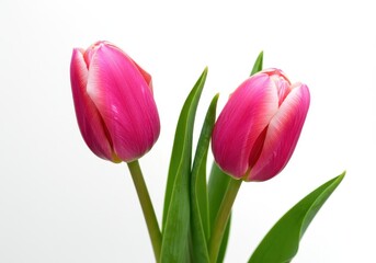 Fototapeta premium Two pink tulips with green leaves isolated against a white background in a close up floral shot