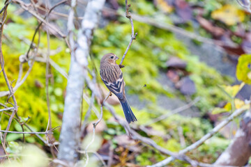 食事中の可愛いベニマシコ（アトリ科）
英名学名：Long-tailed Rosefinch (Uragus sibiricus)
神奈川県清川村、早戸川林道-2025年
