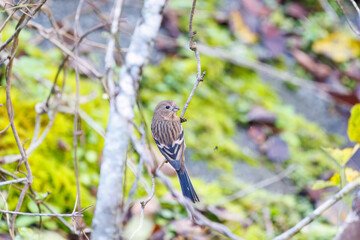 食事中の可愛いベニマシコ（アトリ科）
英名学名：Long-tailed Rosefinch (Uragus sibiricus)
神奈川県清川村、早戸川林道-2025年
