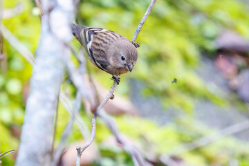 食事中の可愛いベニマシコ（アトリ科）
英名学名：Long-tailed Rosefinch (Uragus sibiricus)
神奈川県清川村、早戸川林道-2025年
