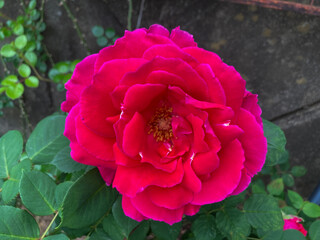 Beautiful Red Pink flowers blooming in the Spring.