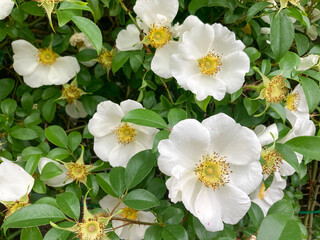 Beautiful white  yellow flowers blooming in the Spring.